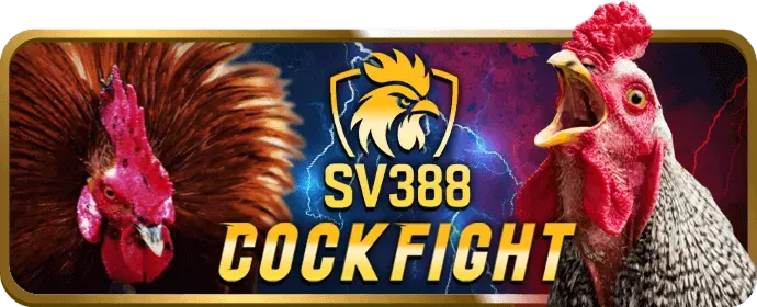 Đá gà trực tiếp 55win
